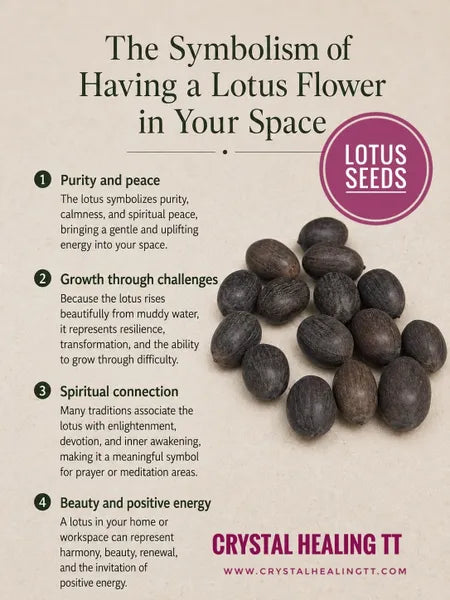 Lotus Seeds