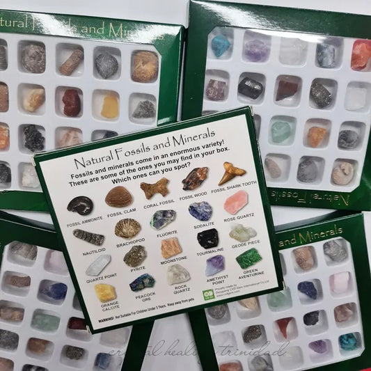Natural Fossils And Minerals