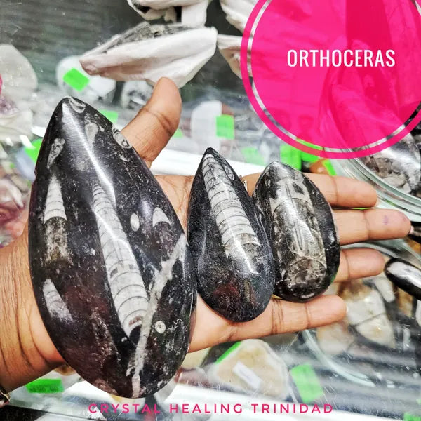 Orthoceras