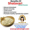 Shatavari Powder
